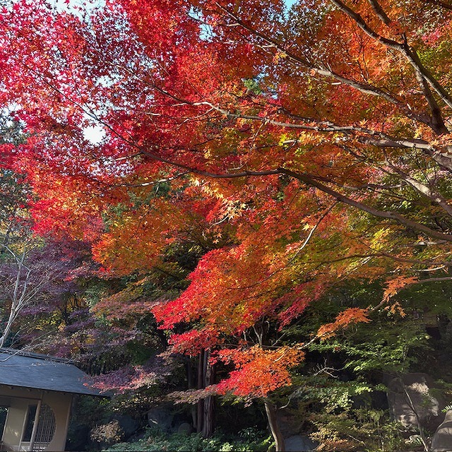 くろ散歩　昭和記念公園の紅葉