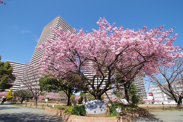 橋本公園の河津桜　2025年3月10日